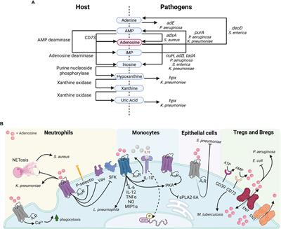 Anti-Inflammatory Metabolites in the Pathogenesis of Bacterial Infection